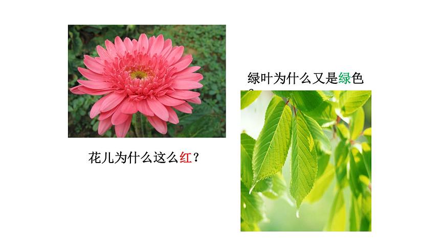 2025年秋教科版八年级物理上册 4.8.走进彩色世界（课件）第4页