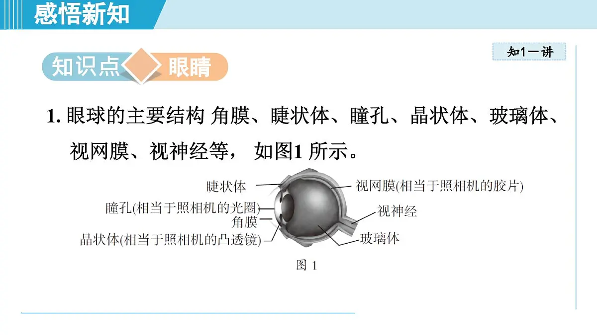人教版八年级物理上册 5.4眼睛和眼镜（第五章 透镜及其应用 学习、上课课件）第3页
