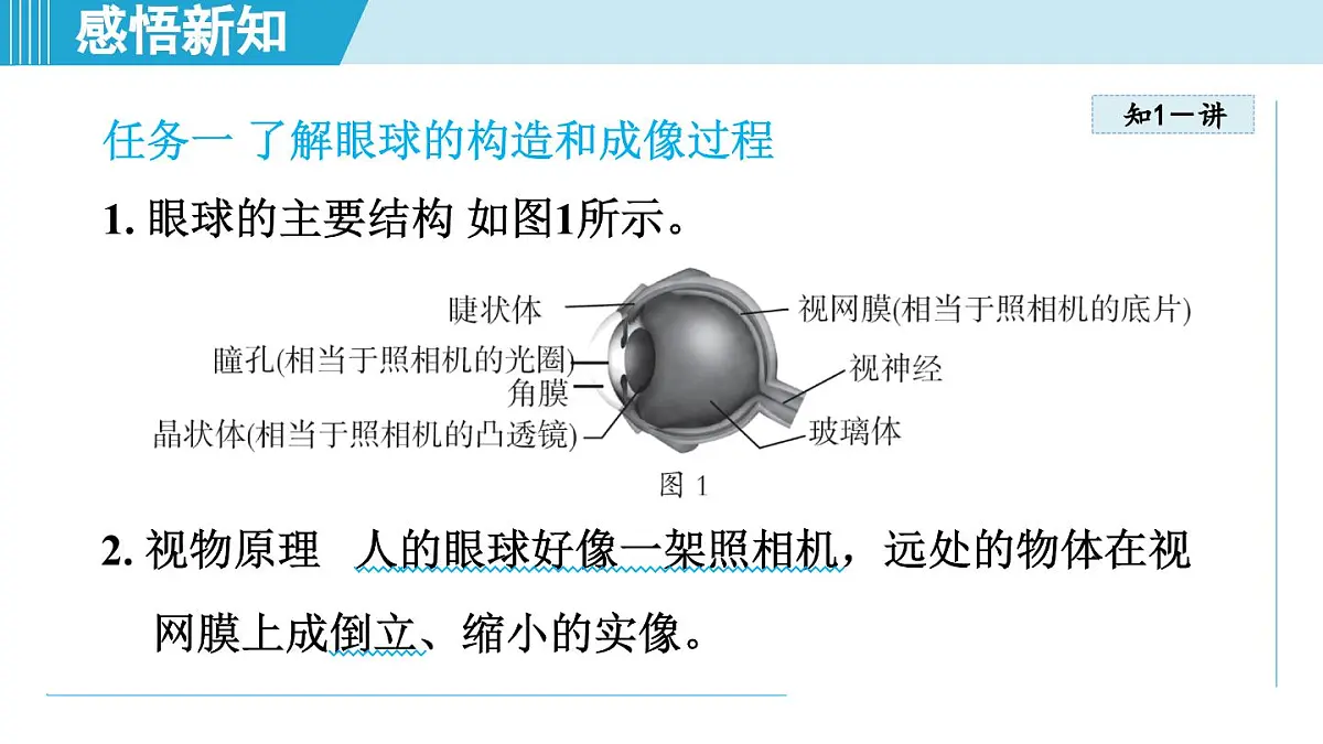 北师版八年级物理上册 第四节 爱眼宣传公益行（第五章 透镜及其应用 学习、上课课件）第2页