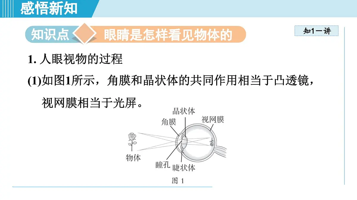 沪粤版八年级物理上册 3.7 眼睛与光学仪器（第三章 光和眼睛 学习、上课课件）第3页