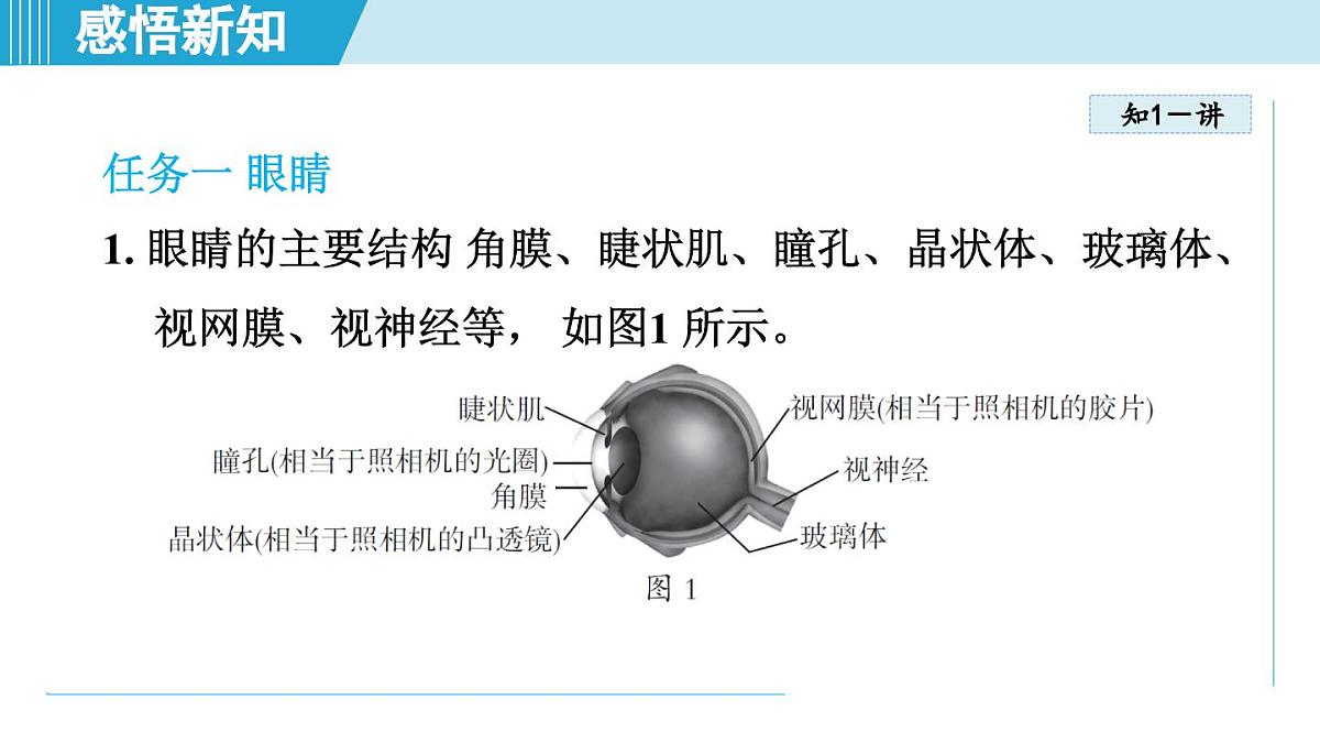 教科版八年级物理上册  4.6跨学科实践：眼睛（第4章 光的世界  学习、上课课件）第2页