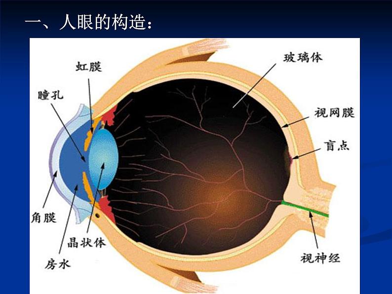 苏科物理八年级上册第四章4照相机与眼睛  视力的矫正   课件(共15张PPT)第6页