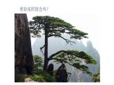 北師大版八年級物理下冊第六章第三節(jié)   生活中的透鏡 課件