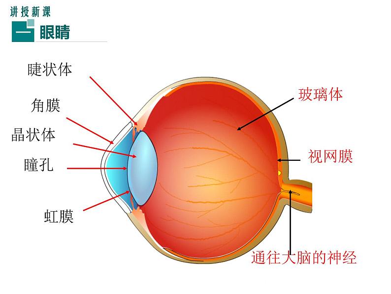 沪科版物理八年级上册：4.6.1《神奇的眼睛（第1课时）》课件05