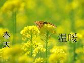 3.1 温度 PPT课件