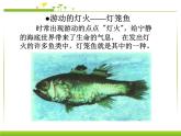 4.1 光的直线传播 PPT课件