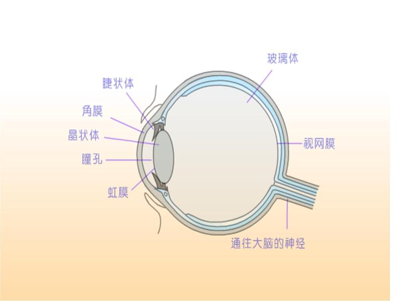 5.5 显微镜和望远镜 PPT课件第4页