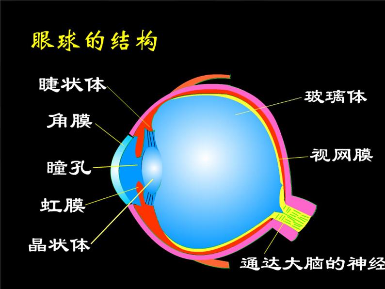 5.4 眼睛和眼镜 PPT课件03