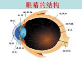 5.4 眼睛和眼镜 PPT课件