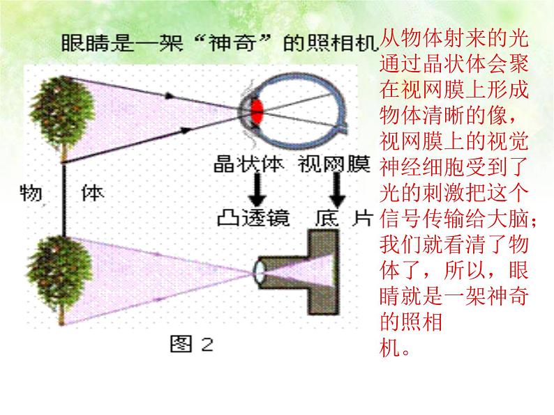 5.4 眼睛和眼镜 PPT课件03