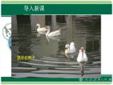 《浮力》公开课教学课件