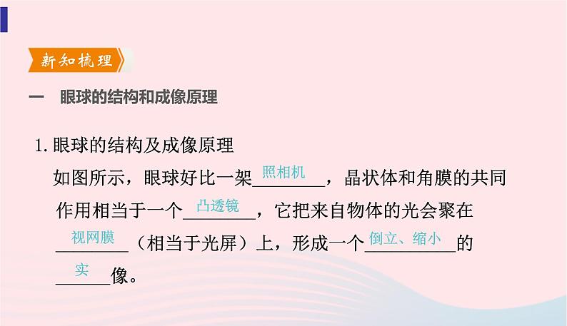 新人教版 八年级物理上册 第5章 透镜及其应用  5.4眼睛和眼镜 课件03