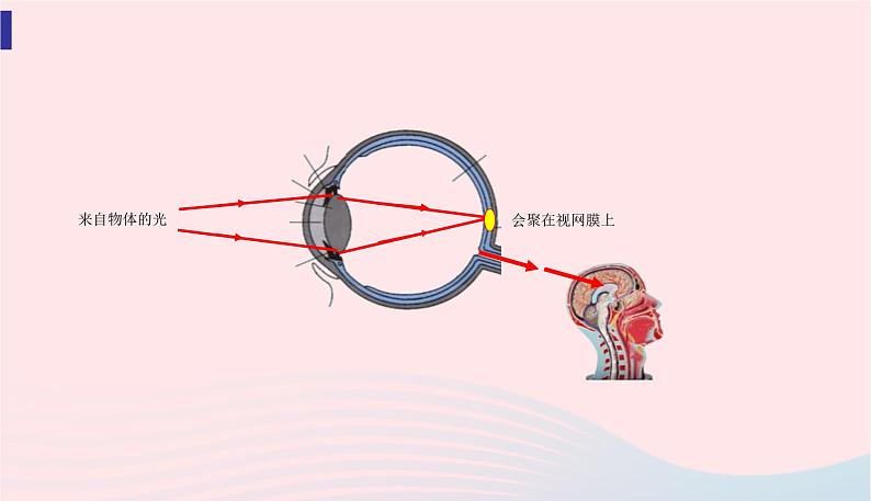 新人教版 八年级物理上册 第5章 透镜及其应用  5.4眼睛和眼镜 课件04