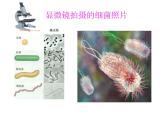 人教版物理八年级上5.5显微镜和望远镜 课件