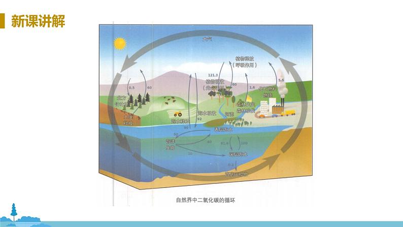 鲁教版化学九年级上册 6.3《 大自然中的二氧化碳》PPT课件07