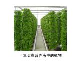 鲁教版九年级化学上册 3.1 溶液的形成课件PPT