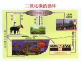 鲁教版九年级化学上册 6.3 大自然中的二氧化碳课件PPT