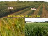 新人教版九年级化学下册课题2、化学肥料课件