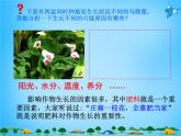 人教初中化学九下《11课题2化学肥料》PPT课件 (19)