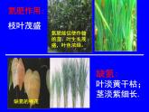 粤教初中化学九下《8.5 化学肥料》PPT课件 (5)