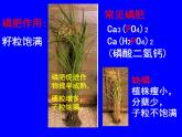 粤教初中化学九下《8.5 化学肥料》PPT课件 (5)