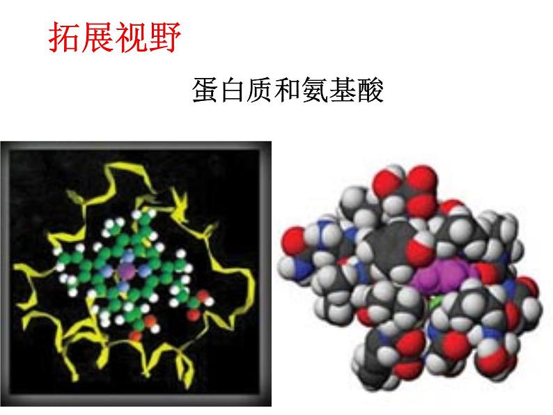 沪教初中化学九下《8第3节 蛋白质 维生素》PPT课件 (6)03