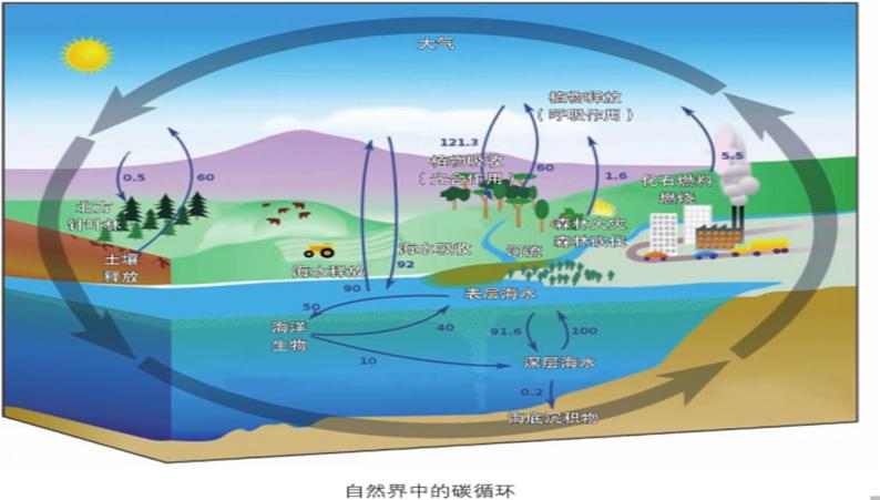 鲁教版九年级化学上册 6.3 大自然中的二氧化碳课件PPT第3页