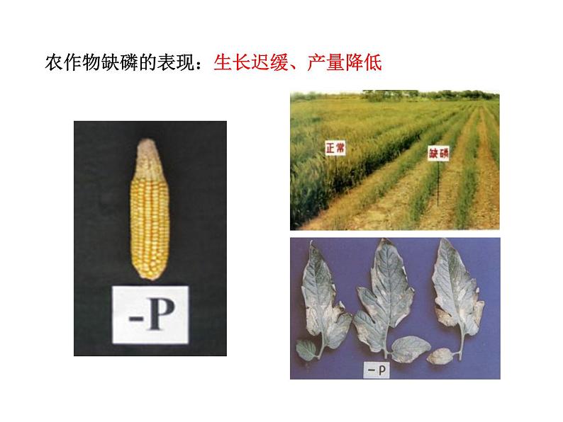 2021-2022学年年人教版九年级化学下册课件课题2  化学肥料第8页