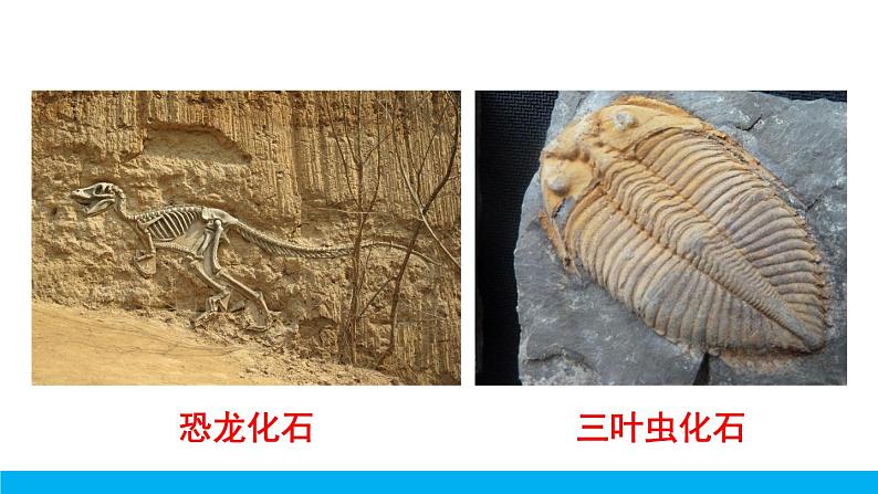 2021年初中化学九年级上册科粤版 第五章 燃料 5.4古生物的“遗产”—化石燃料 课件07