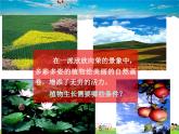 化學(xué)肥料PPT課件免費下載
