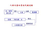 鲁教版（五四制）化学九年级全一册 5.食物中的有机物(1)（课件）
