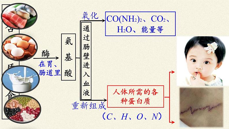 人教版（五四制）九年级全一册化学 第五单元 课题1 人类重要的营养物质(1)（课件）第4页