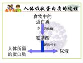 沪教版化学九年级下册 第8章 食品中的有机化合物第3节 蛋白质 维生素 课件