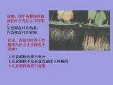 人教五四制初中化学九下《第十一单元  课题2 化学肥料》课件PPT
