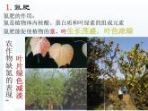人教五四制初中化学九下《第十一单元  课题2 化学肥料》课件PPT