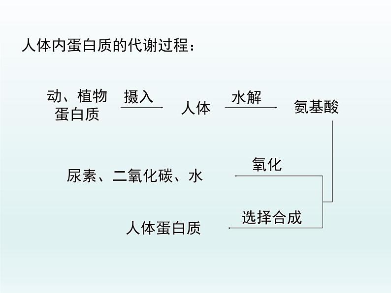 人教五四制初中化学九年级全册《第五单元 课题1 人类重要的营养物质》课件PPT05