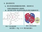 人教五四制初中化学九全册《第五单元 化学与生活》课件PPT