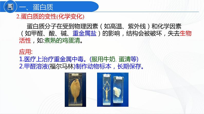 12.1人类重要的营养物质 课件第7页