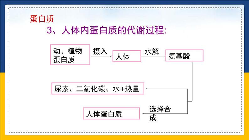 12.1 人类重要的营养物质（课件+教案+练习）08