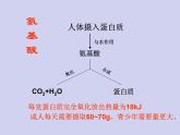 人教五四制初中化学九年级全册《第五单元 课题1 人类重要的营养物质》课件PPT