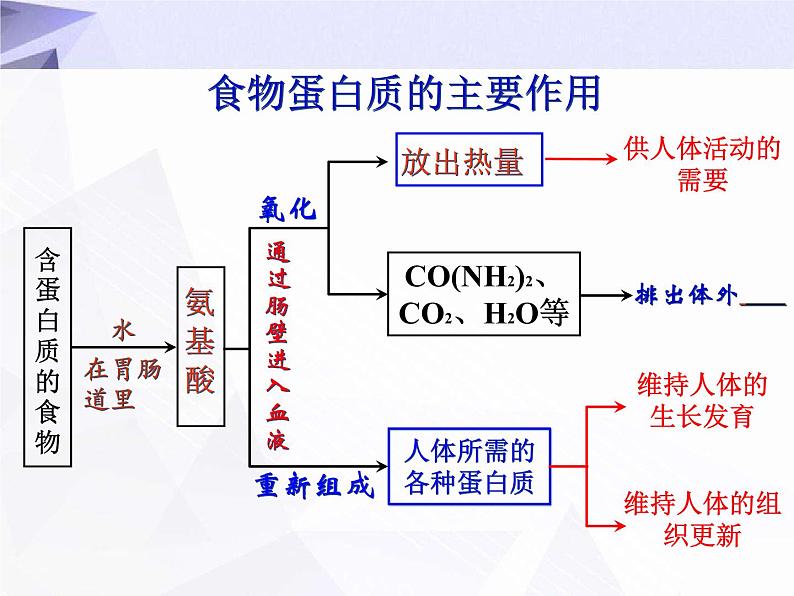 12.1 人类重要的营养物质 课件+教案+视频05