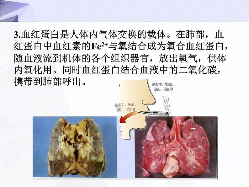 12.1 人类重要的营养物质 课件+教案+视频07