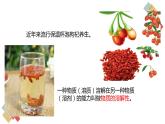 6.3 物質(zhì)的溶解性（課件+教案+練習(xí)+導(dǎo)學(xué)案）