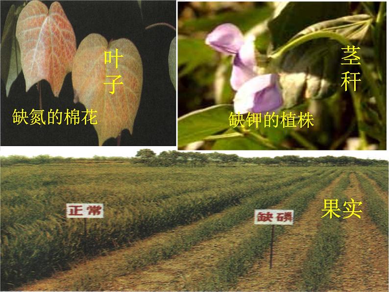 鲁教版九年级下册化学  11.3化学与农业生产 课件第8页