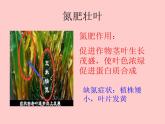魯教版（五四制）九年級(jí)化學(xué) 6.3化學(xué)與農(nóng)業(yè)生產(chǎn) 課件