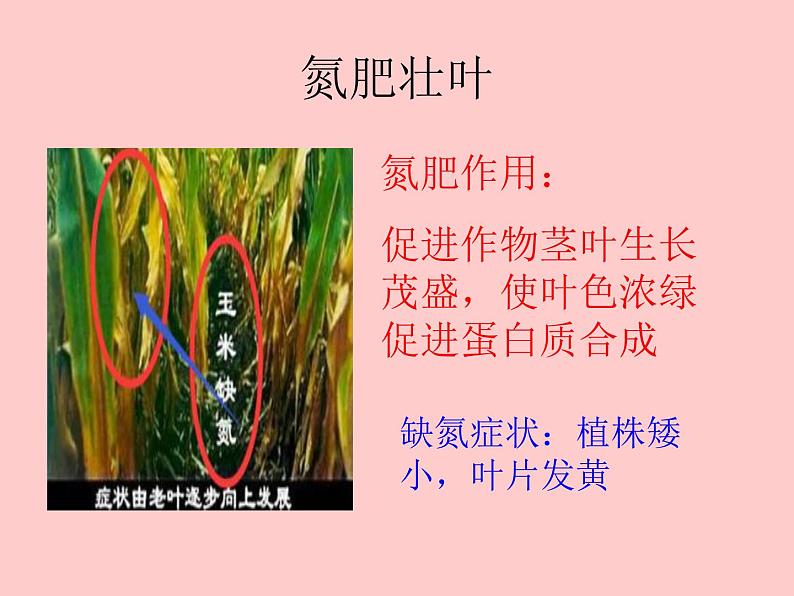 鲁教版（五四制）九年级化学 6.3化学与农业生产 课件04