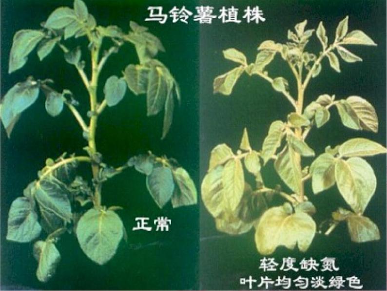 科粤版九下化学 8.5化学肥料 课件第4页