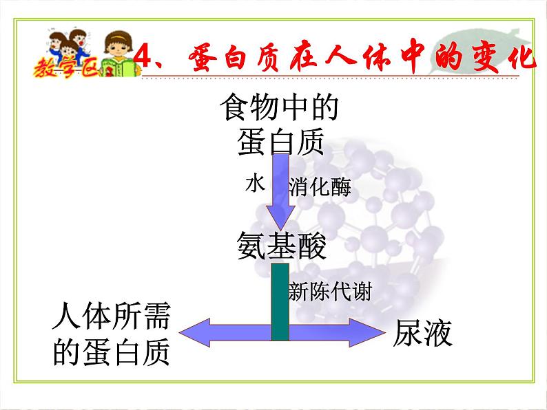 沪教版九下化学 8.3蛋白质 维生素 课件08