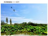 魯教版九年級(jí)下冊(cè)化學(xué) 11.4化學(xué)與環(huán)境保護(hù) 課件