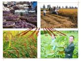 人教版九年级化学下册 第11单元化肥肥料课件PPT